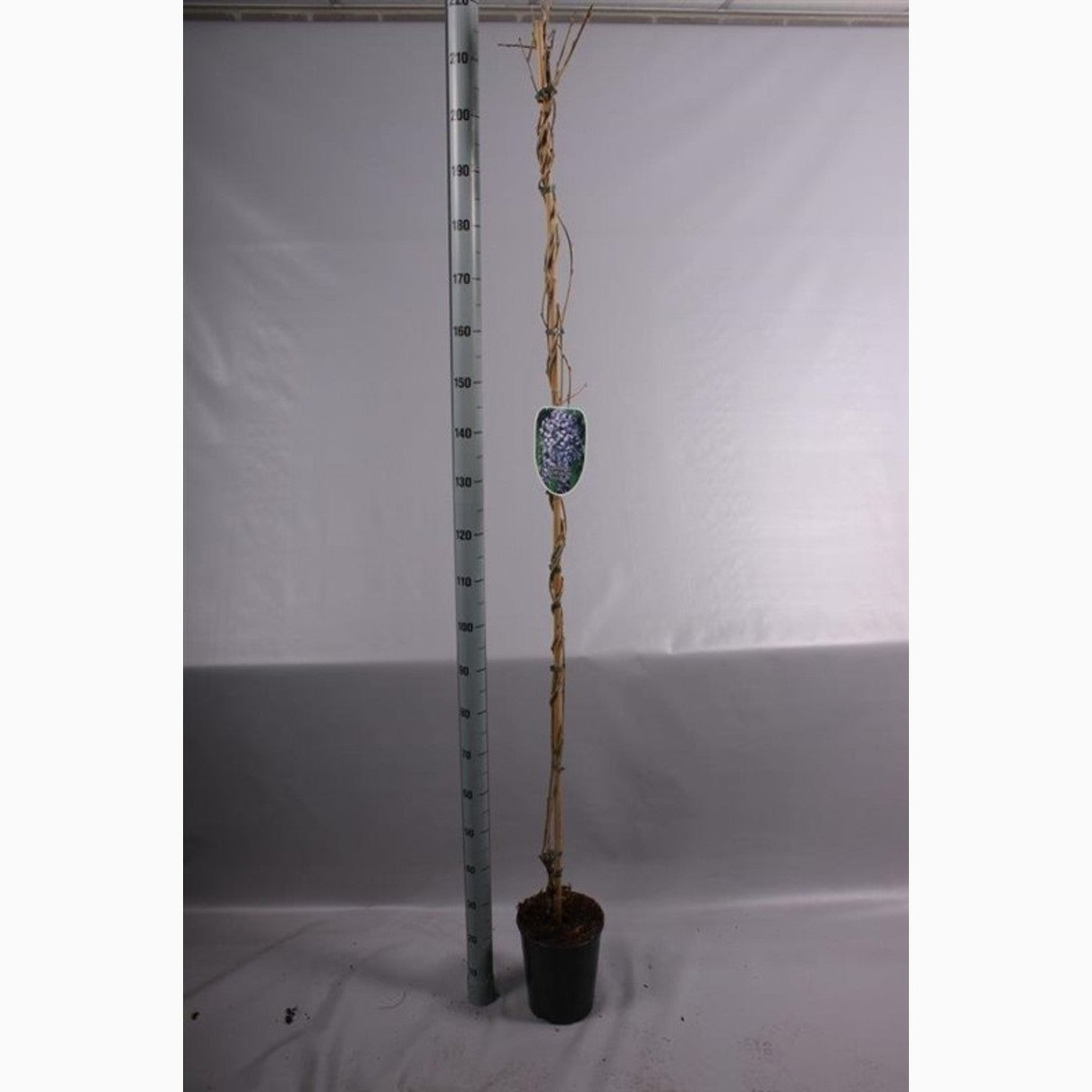 Blåregn – Wisteria floribunda 'Domino' - C5